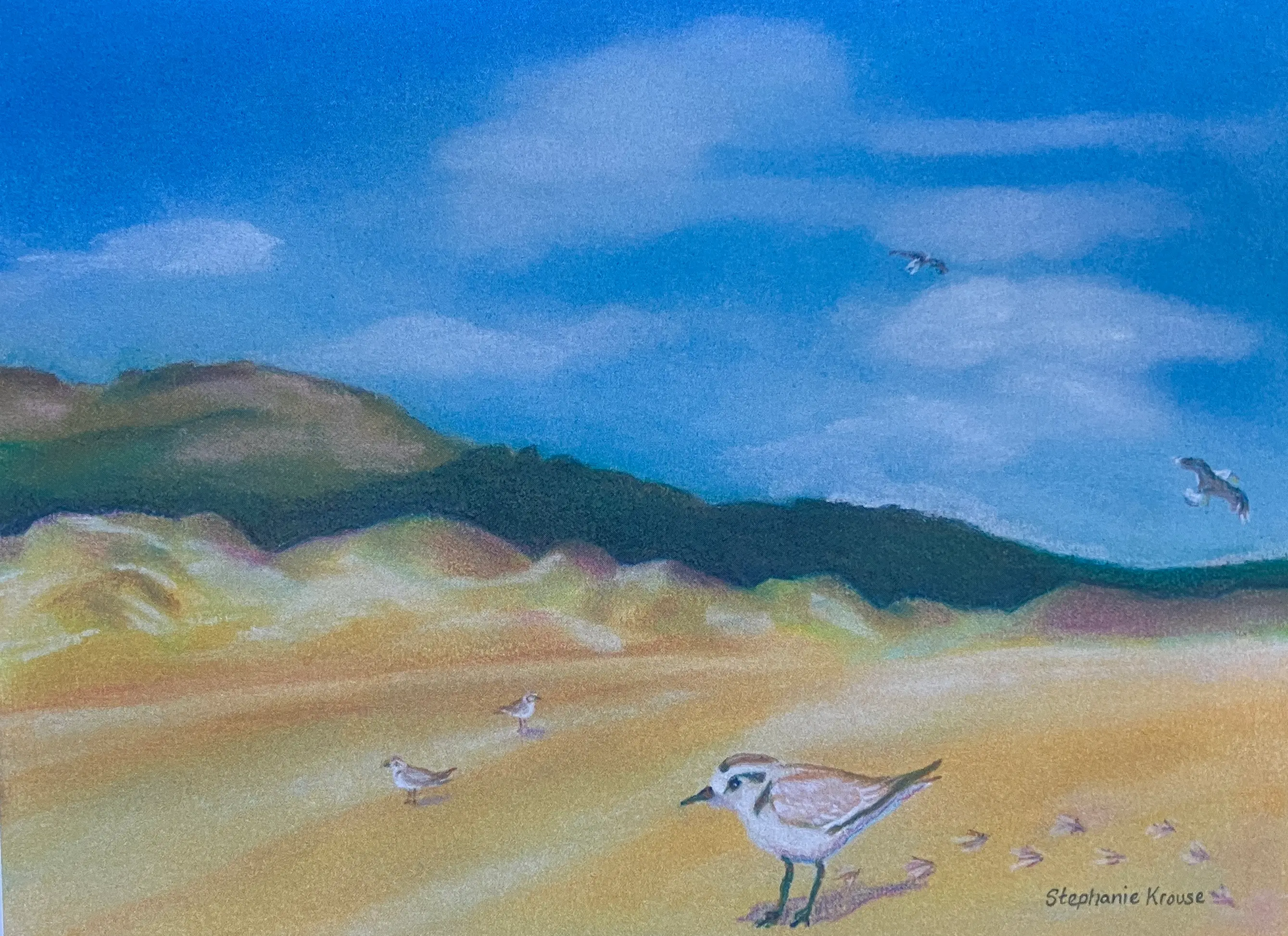 Snowy Plover at the Dunes