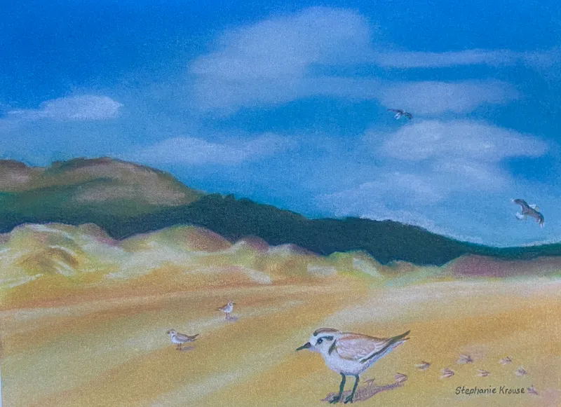 Snowy Plover at the Dunes