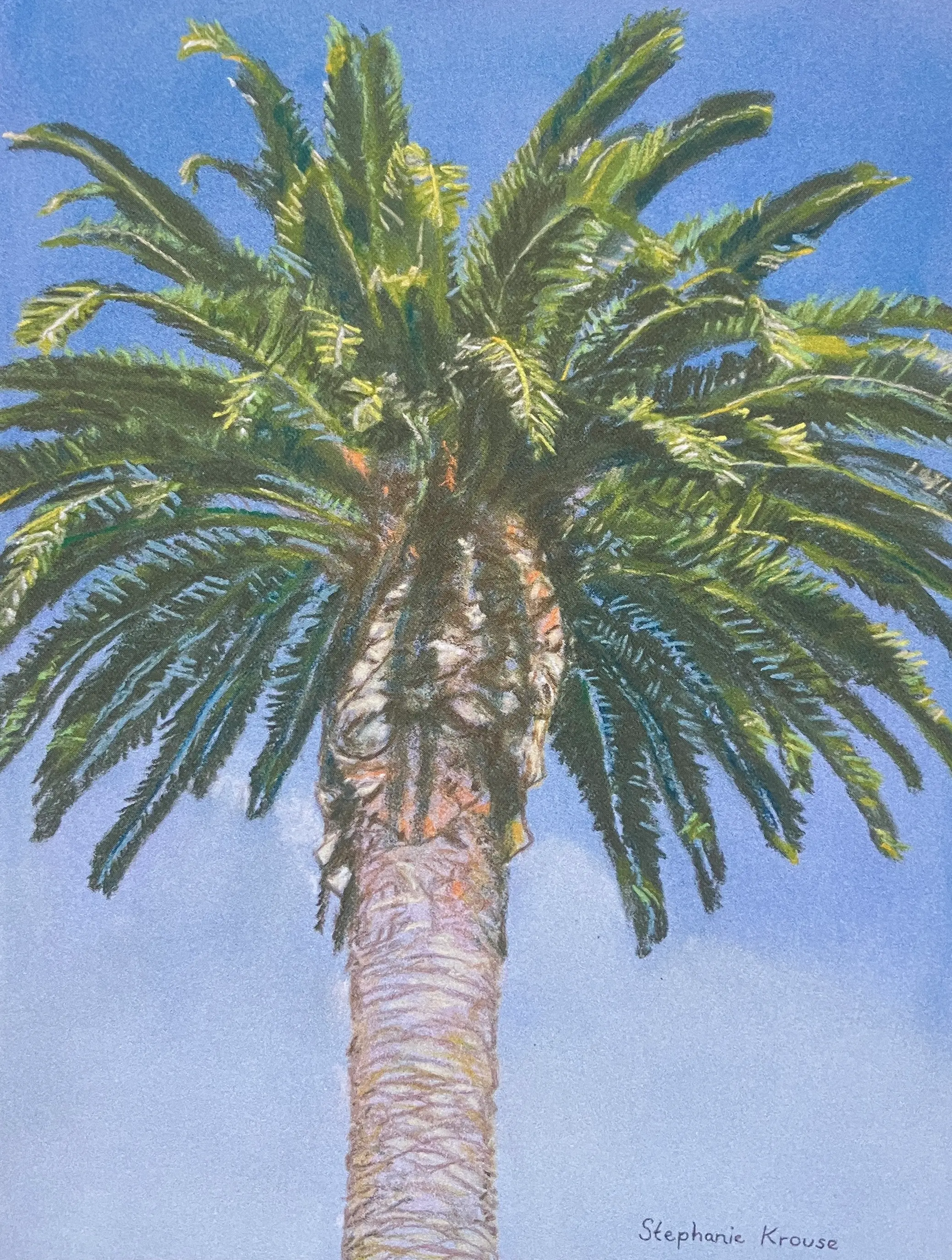 Palm in Santa Barbara
