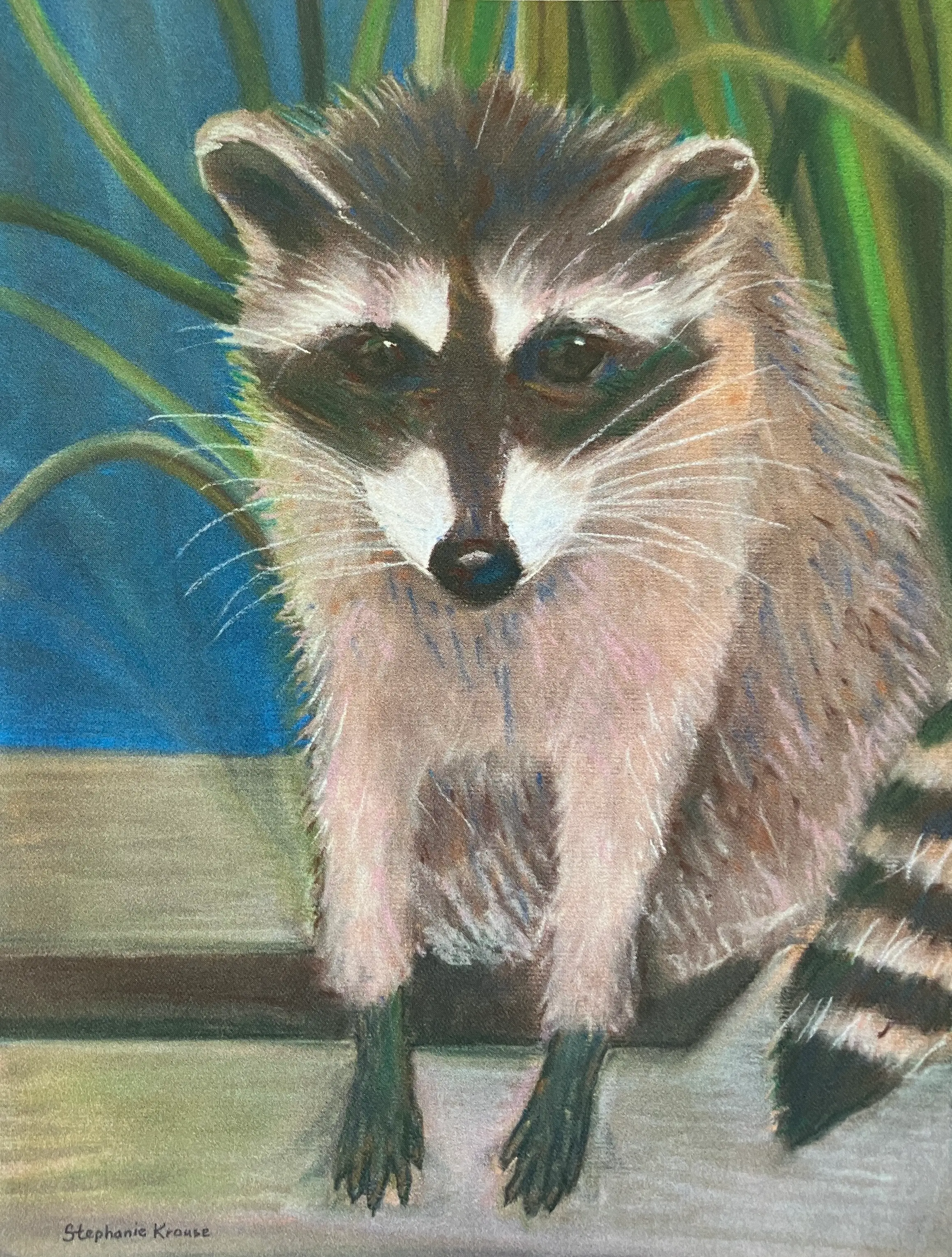 Raccoon
